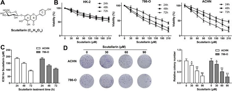 scutellarin inhibits human cancer cell proliferation
