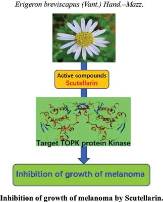 anti-cancer effect of scutellarin