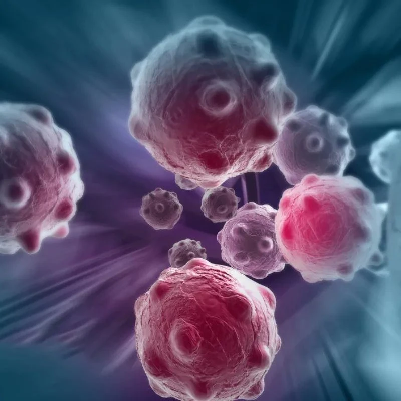 anticancer effect of fisetin